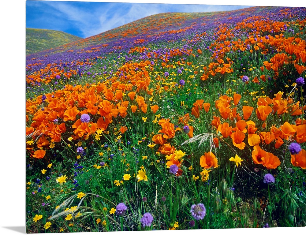 This photograph is a color landscape of California Poppies (Eschscholzia californica) and other blooms covering a hill in ...