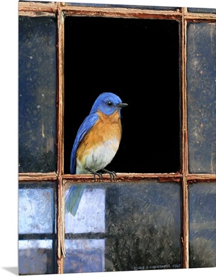 Bluebird Window