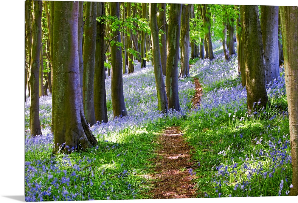 Big photograph focuses on a small dirt path traveling down a dense woodland that is filled with trees and beautiful flower...
