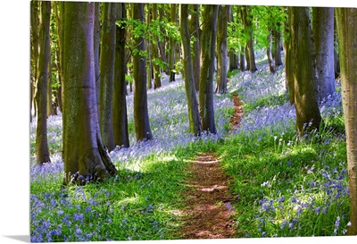 A Walk in the Woods