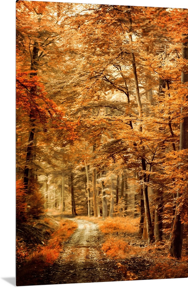 Photograph of an Autumn landscape with a path through woods with orange leaves and a shallow depth of field.