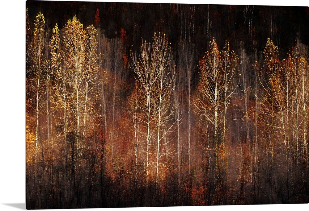 Abstract interpretation of a group of trees in late Fall