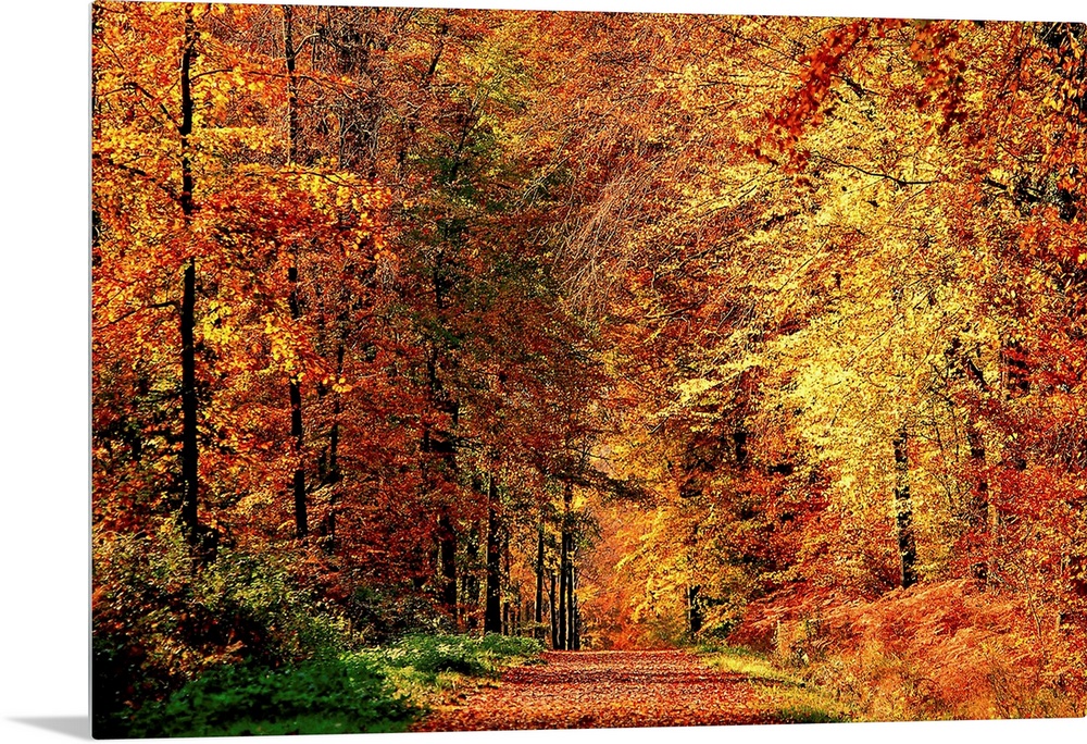 A road that becomes a tunnel through a forest full of fall colors in this horizontal photograph.