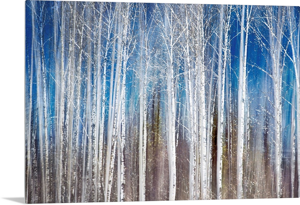 Oversized, landscape painting of a dense forest of thin birch trees with bare branches, on a streaky background of ground ...