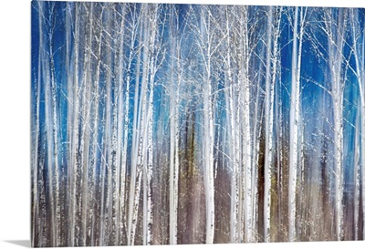 Birches in Spring