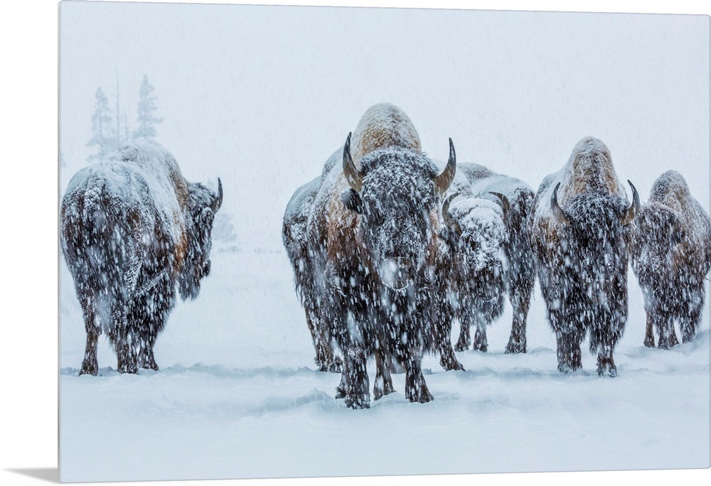 A small herd of bison covered in snow in the winter in Yellowstone National Park, Wyoming.