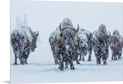 Bison in Yellowstone National Park