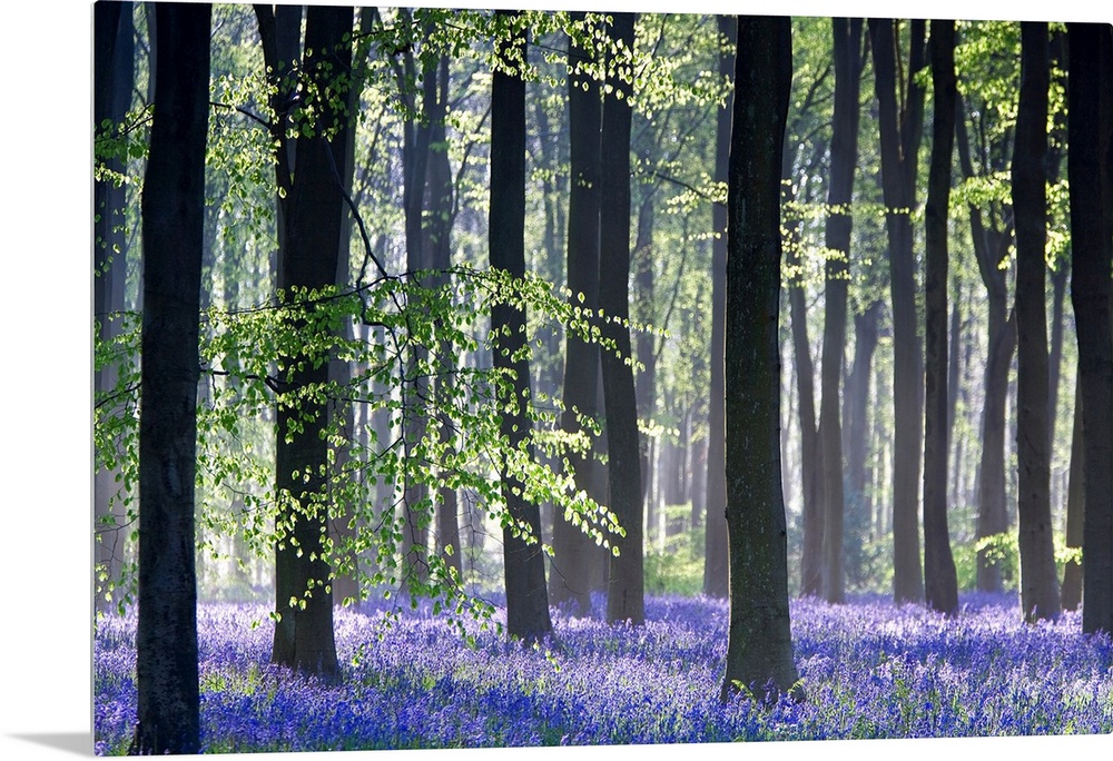 Huge photograph taken of the sun making its way through a dense forest filled with trees and bluebell flowers.
