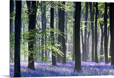 Bluebell Vision