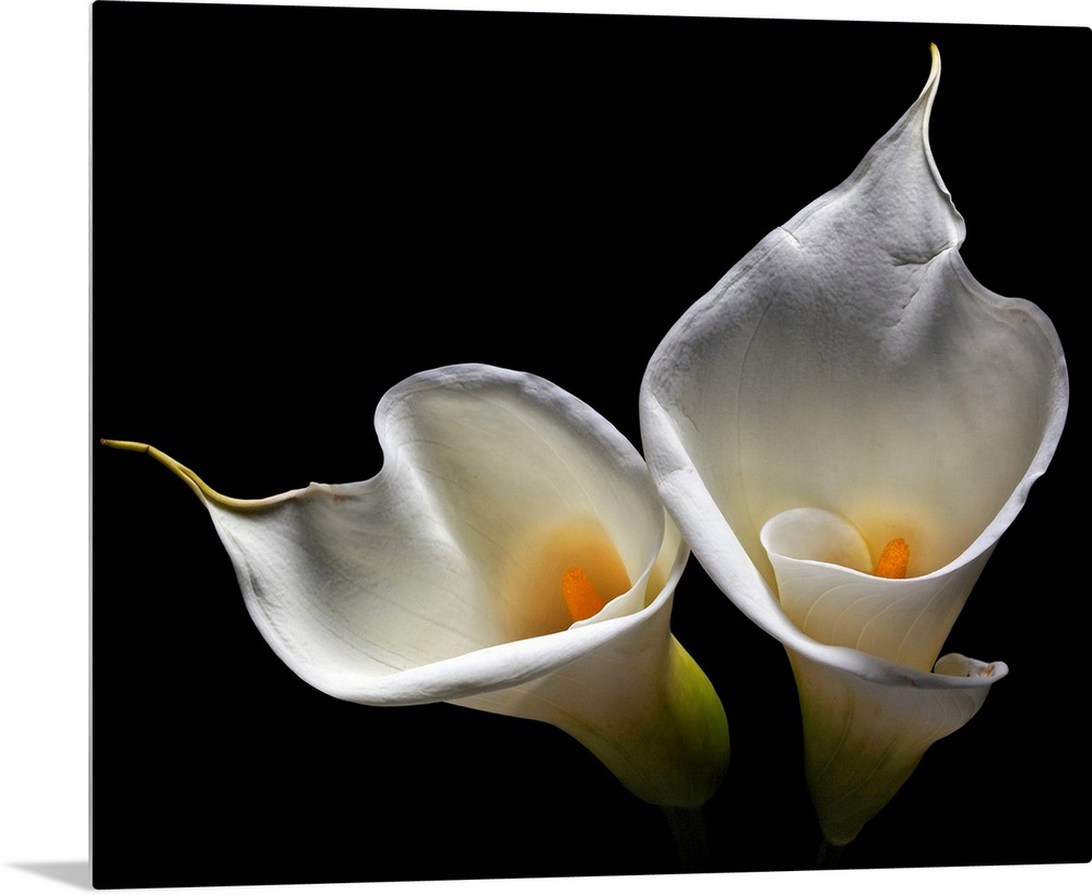Oversized art of two lilies against a black background.
