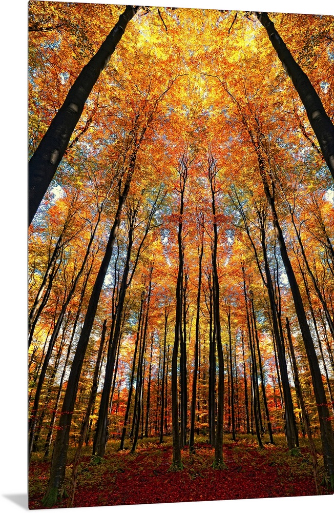 A dramatic photographic scene of slender silhouettes of trees towering above the viewer and a canopy of flame colored leav...
