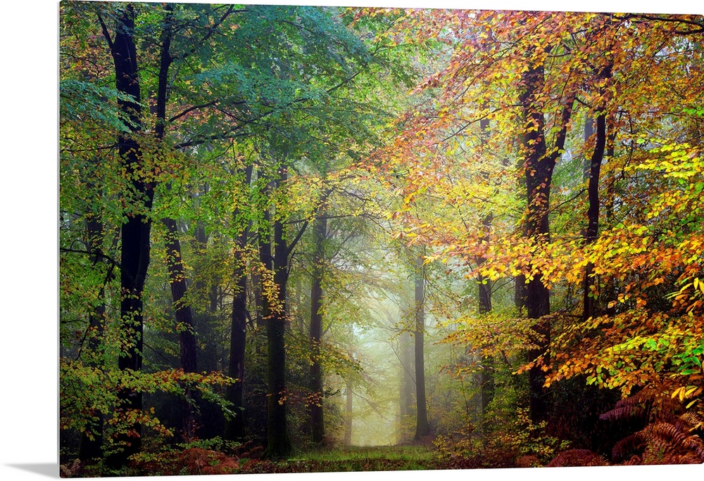 Fine art photo of a path through the misty woods in the fall.
