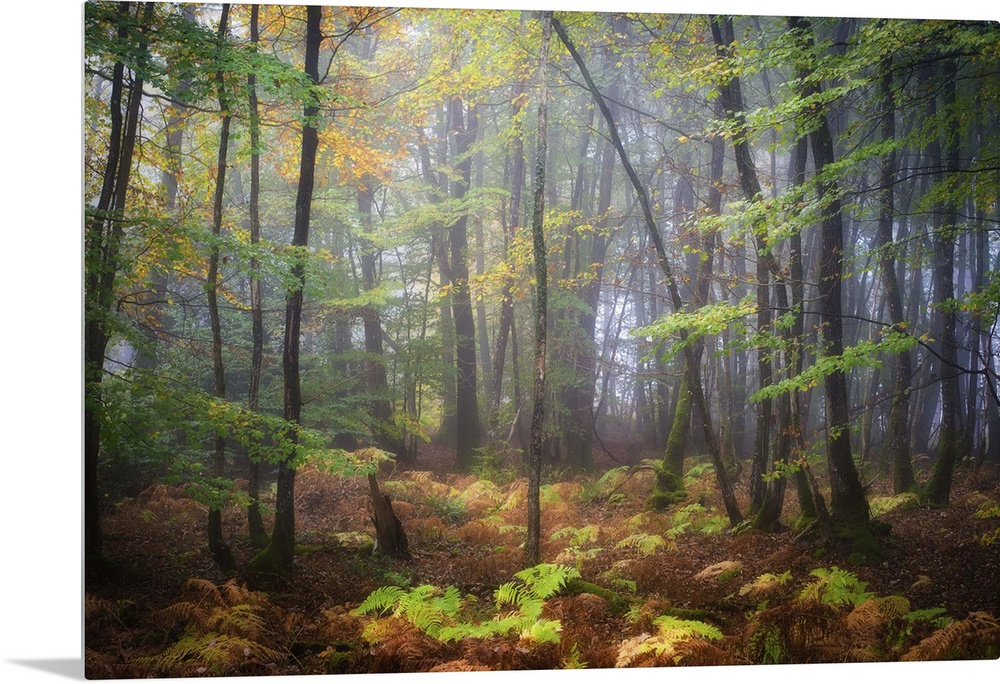 Colorful leaves on a rainy, misty day in a temperate forest.