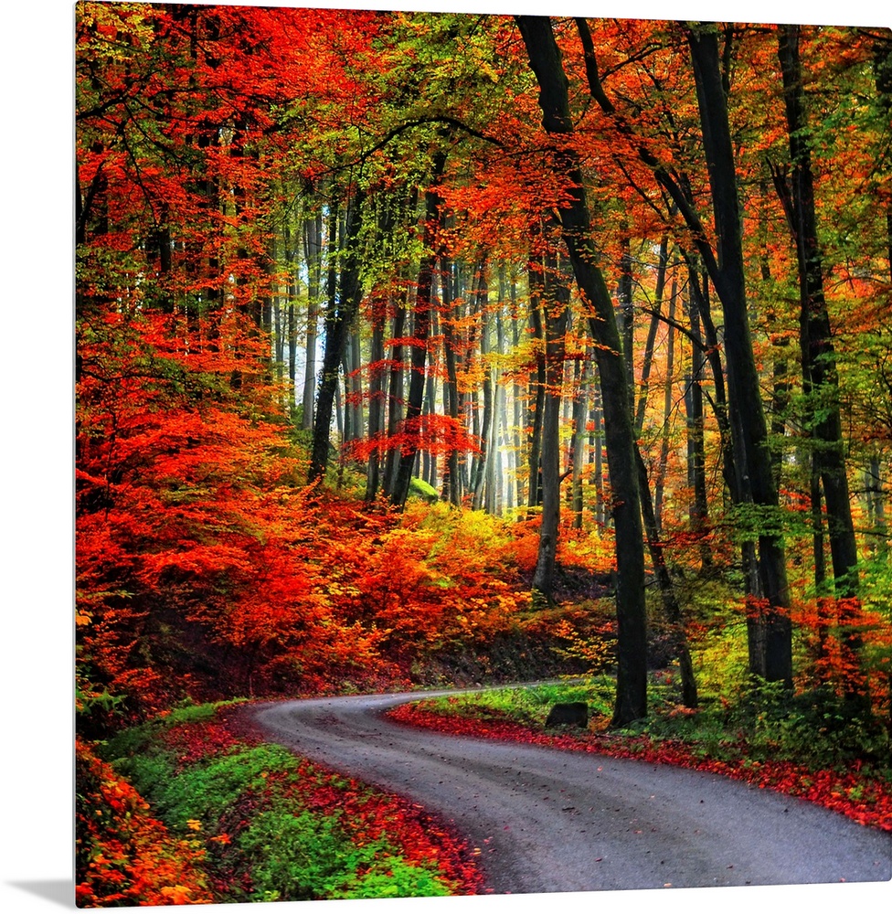 Square Fine Art photograph of a winding road leading upward through a forest of vibrant fall colors.