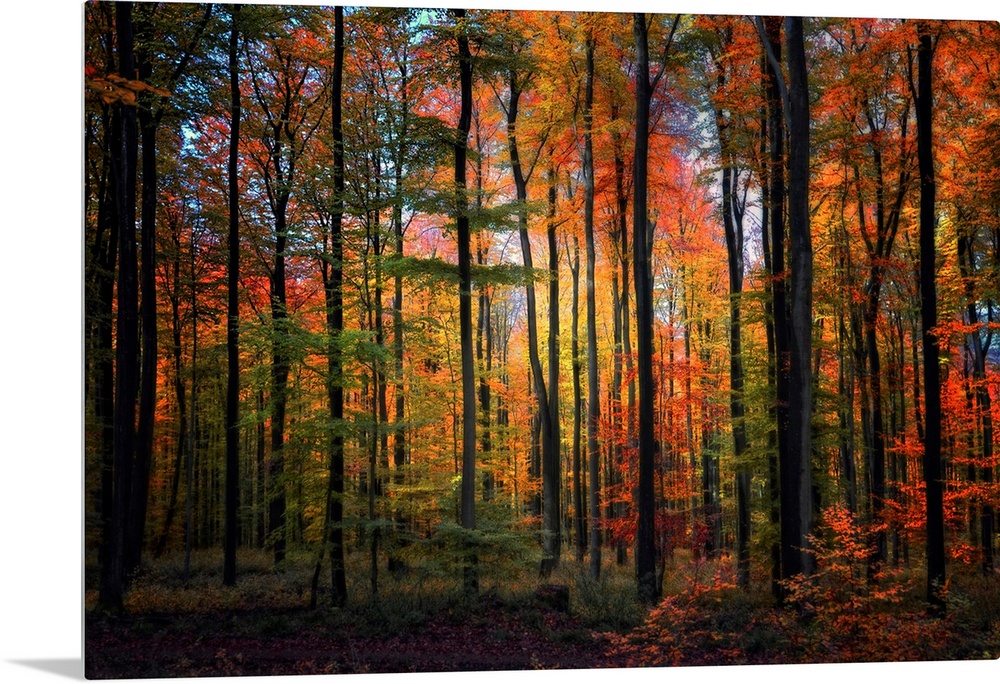 Wall art of a landscape photograph of slender, straight trees in a forest with a rainbow of autumn colored leaves.