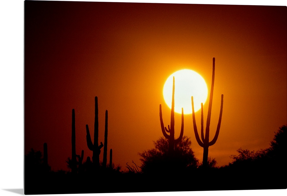 Photograph of cacti and bush silhouettes with bright setting sun in the background.