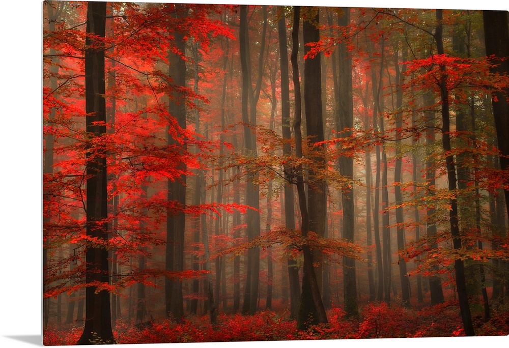 A landscape photograph of a forest full of autumn leaves and misty fog.