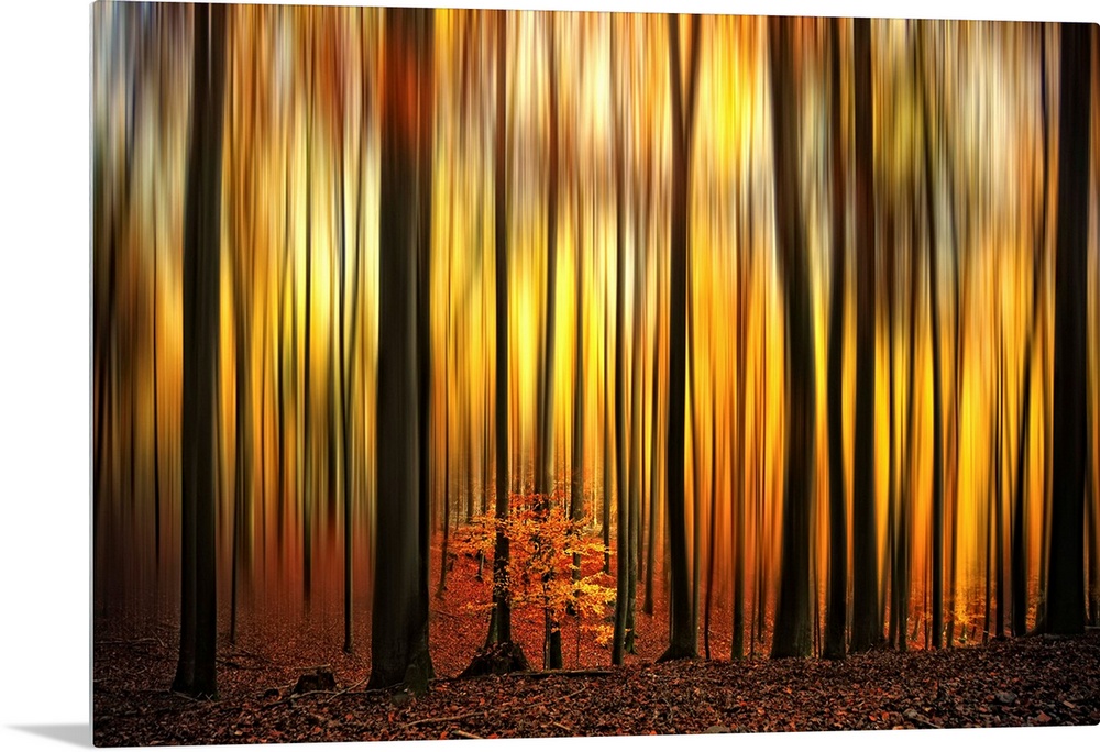 A photographic abstract of a forest in fall with dark vertical tree trunks and blurred leaves that look like flames.