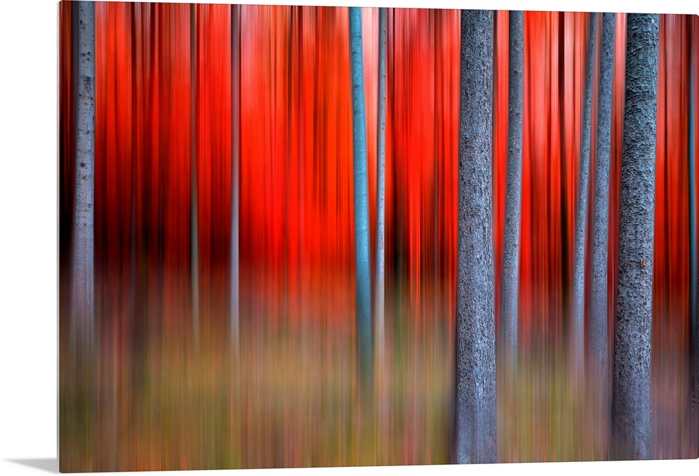 Huge contemporary canvas art that is composed of a forest filled with thin trees.