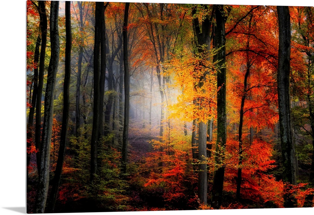 Large photograph of a densely filled forest in Autumn full of trees displaying their brightly colored leaves.  In the back...