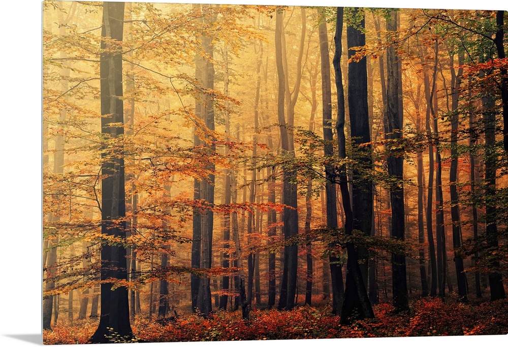 Oversized landscape photograph of a dense forest of trees with autumn colored foliage, beneath a golden sunrise.