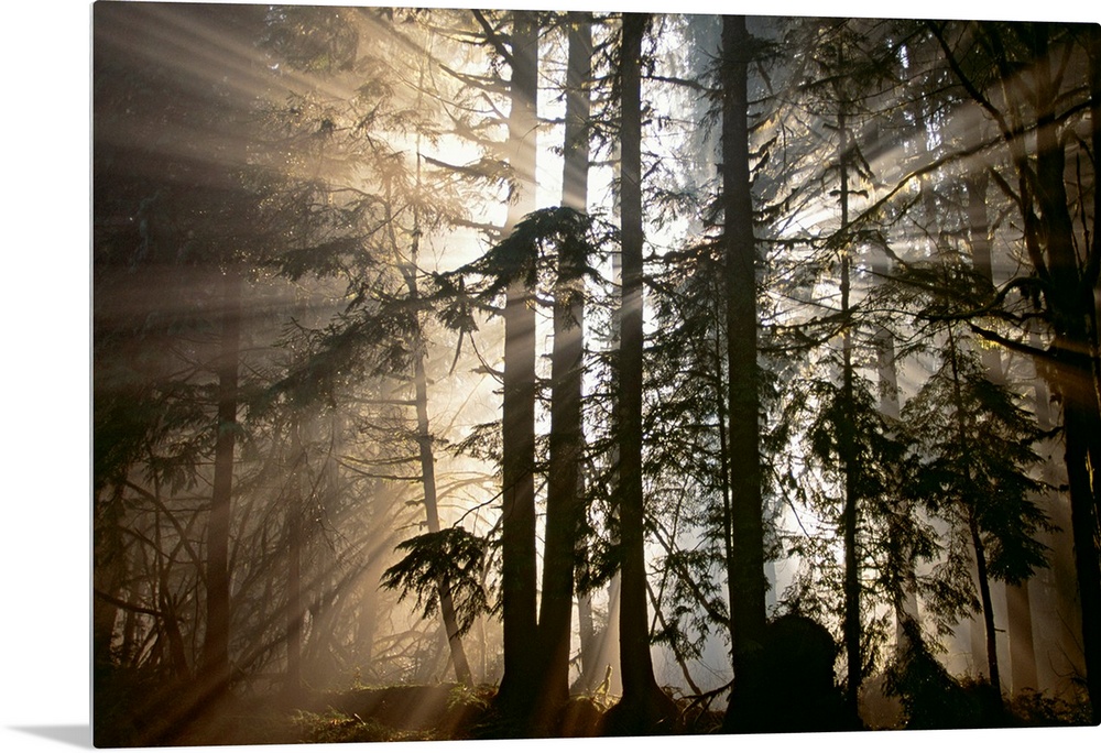 Rays of light radiate out from behind a cluster of trees in the forest at dawn in this photographic wall art of Olympic Na...