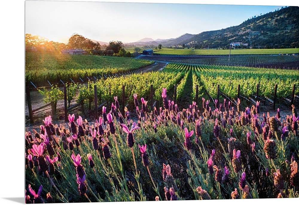 Row of grapevines and pink flowers, Napa Valley, California.