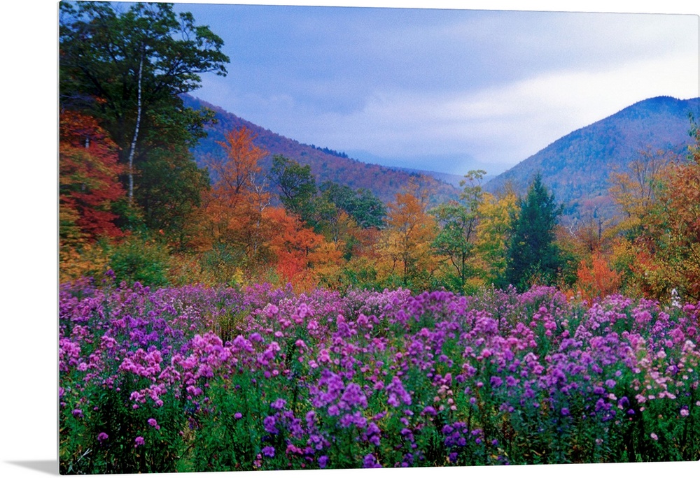 Large landscape photograph of purple flowers and autumn foliage in a meadow at twilight, in Crawford Notch, New Hampshire.