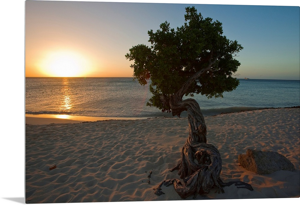 A lone,  fofoti tree growing on a sandy beach as the sun sets of the ocean in Aruba.