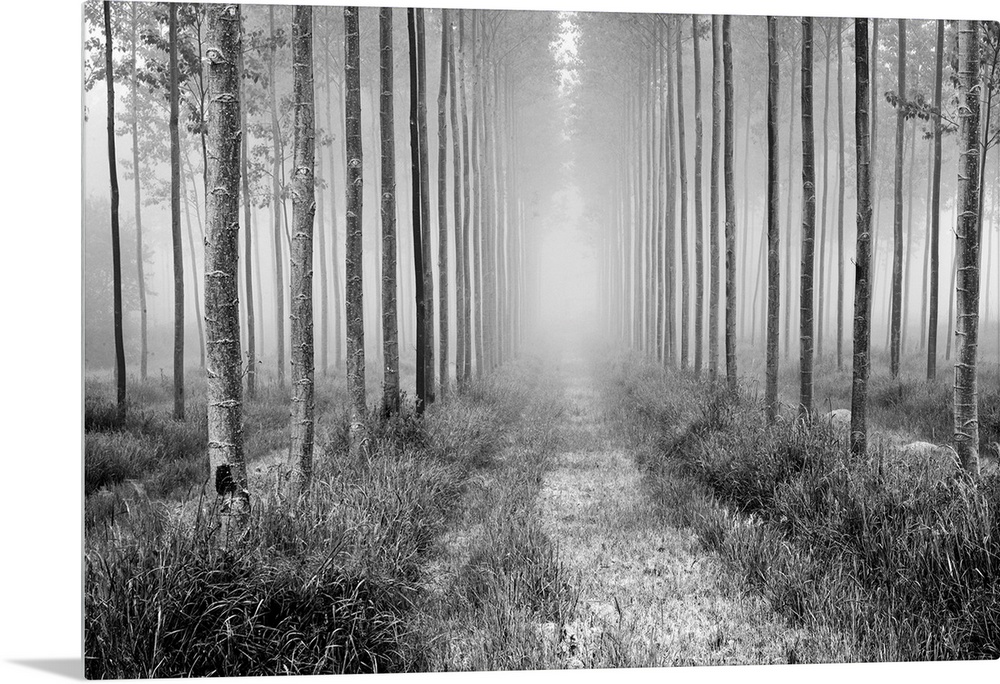 A tranquil glowing warm orange avenue of trees receeding into the distance.