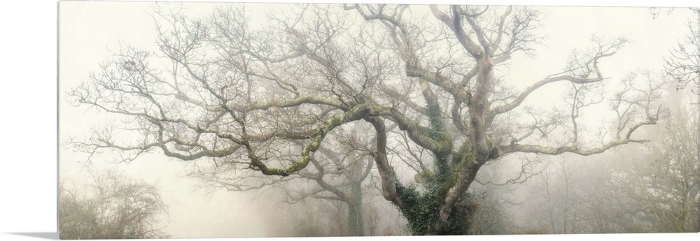 Panoramic photograph of the top of a tree with large, thick branches coming out in every direction with fog surrounding it.