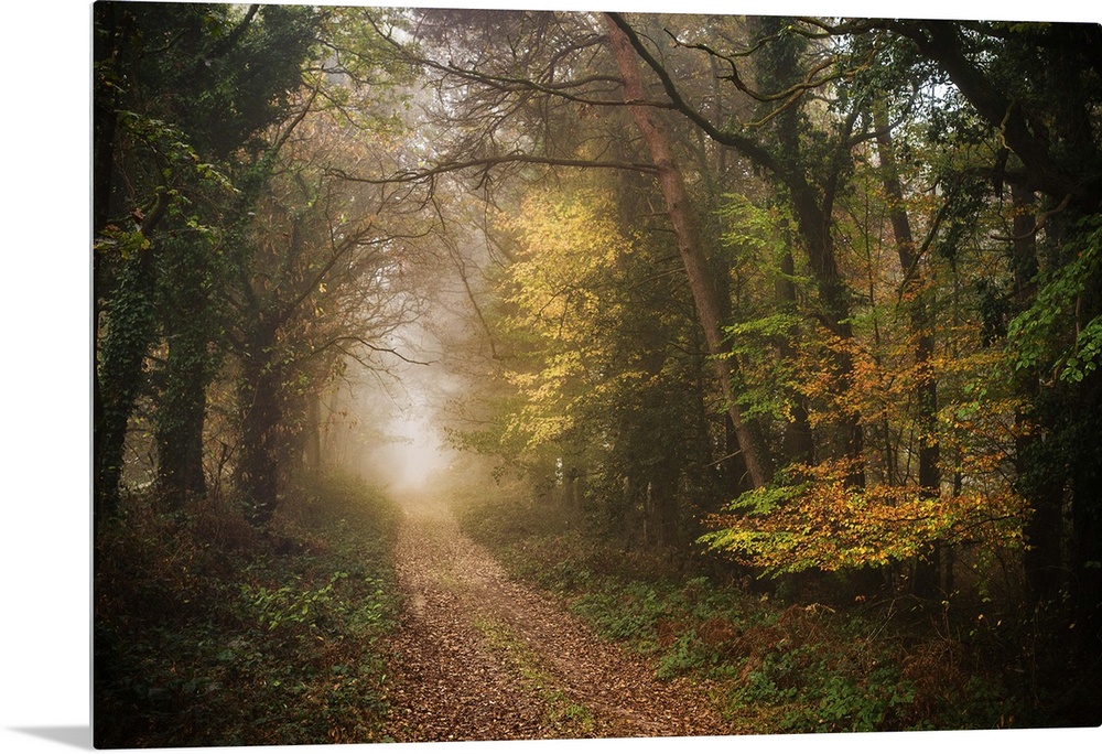 Foggy path in a dense forest in fall colors.
