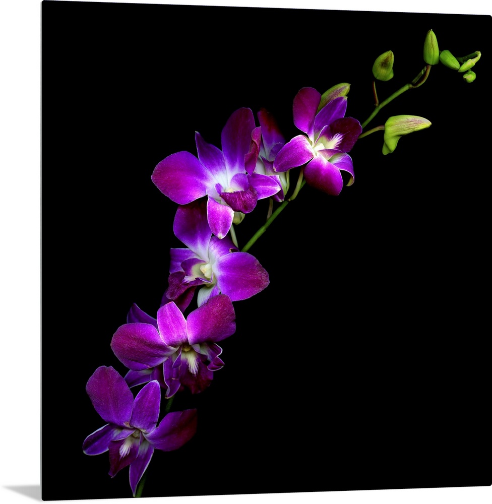 Flowers in front of a dark backdrop on this square wall art for the living room or office.