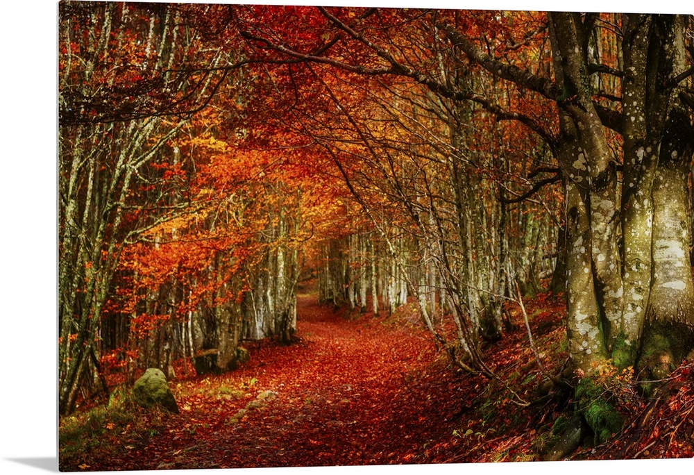 Forest with red and orange fall leaves in the branches and covering the floor, appearing to glow.