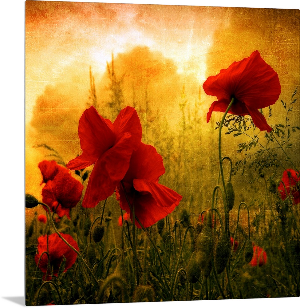 Giant square photograph composed of a close-up shot of colorful flowers near a forest.