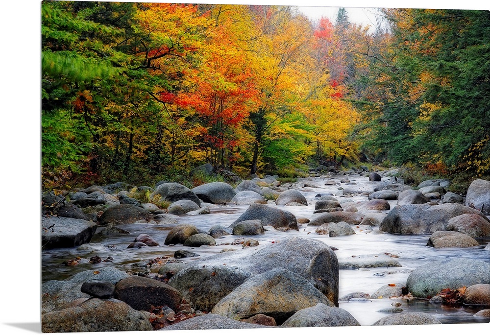 Giant photograph of a quiet river with lots of rocks running through a large colorful forest in Autumn.