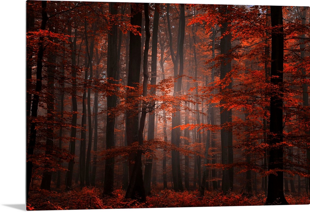 Ethereal landscape photograph of trees in a forest at autumn.