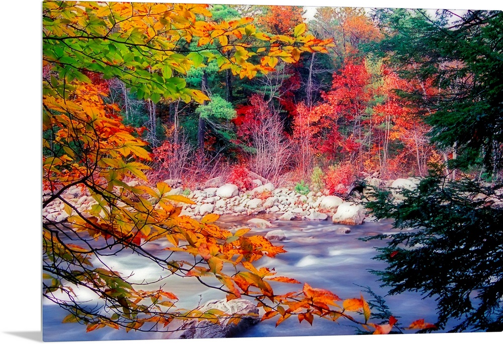 Huge photograph taken from the rocky shore of a stream running through a woodland covered in the colors of Fall.