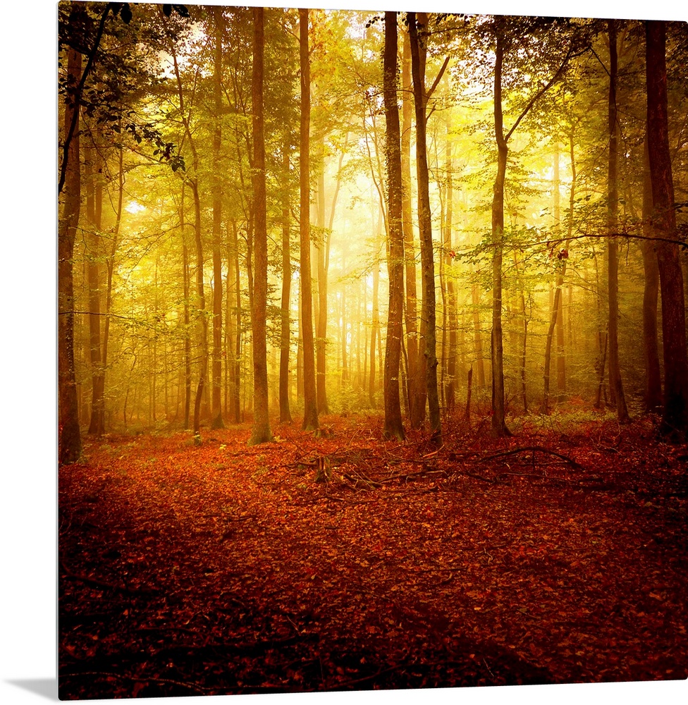 Big square photograph taken of the sun making its way through a forest filled with thin trees in Autumn.  The glow of the ...