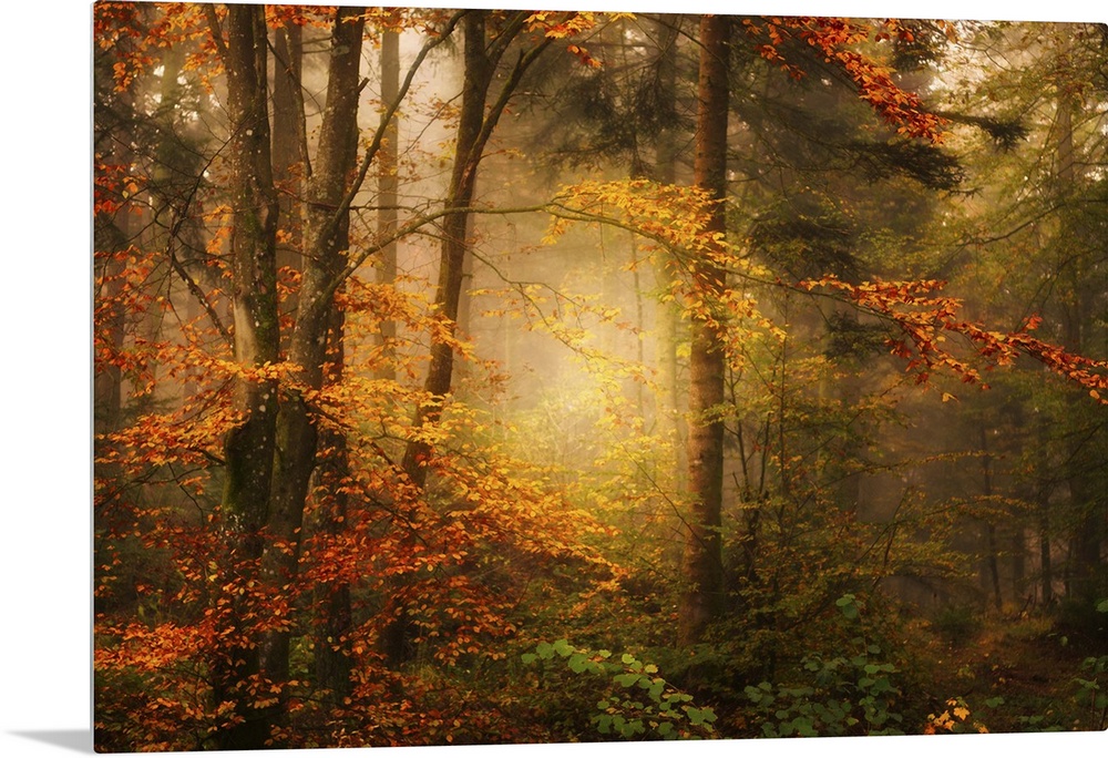 Mist in a forest appearing to glow with golden light, surrounded by orange leaves.