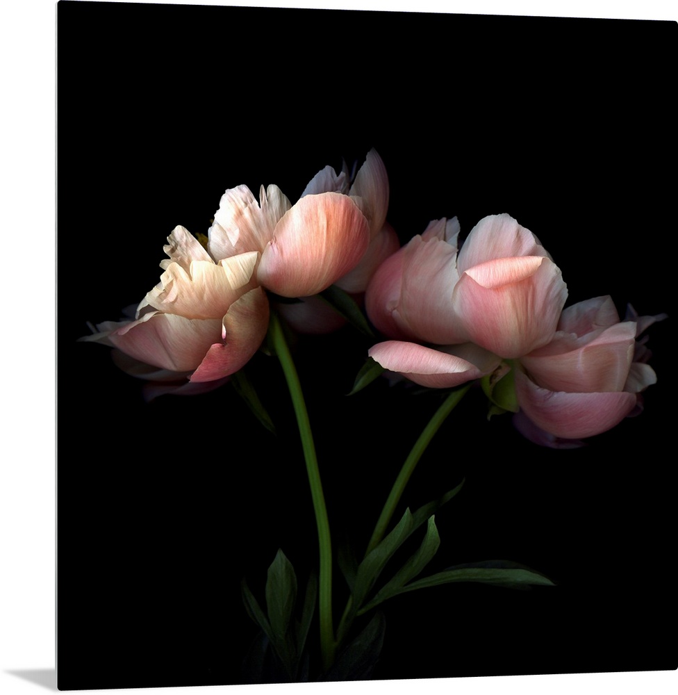 Square photo on canvas of two flowers against a dark background.