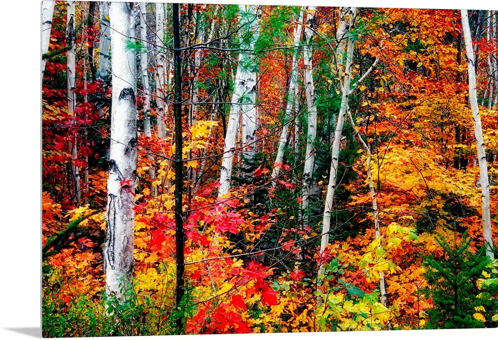 Thin straight white barked trees stand out amongst the vibrant and warm autumn leaves in a dense forest.