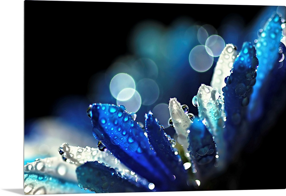 Artistic photograph of a close-up of a wet flower petals.