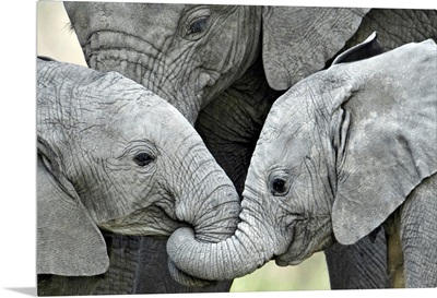 African elephant calves (Loxodonta africana) holding trunks, Tanzania