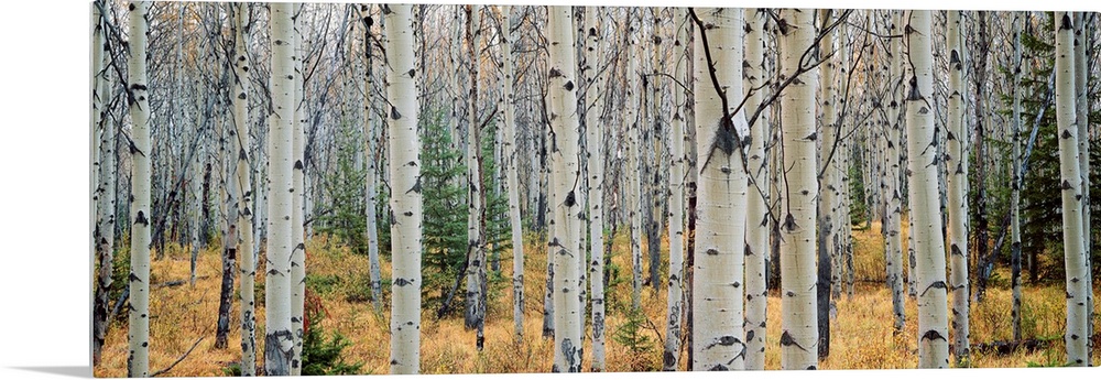 This wall art is a panoramic photograph of a forest of white barked trees growing in the Canadian Rockieso wilderness.