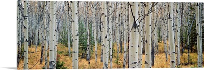 Aspen trees in a forest, Alberta, Canada