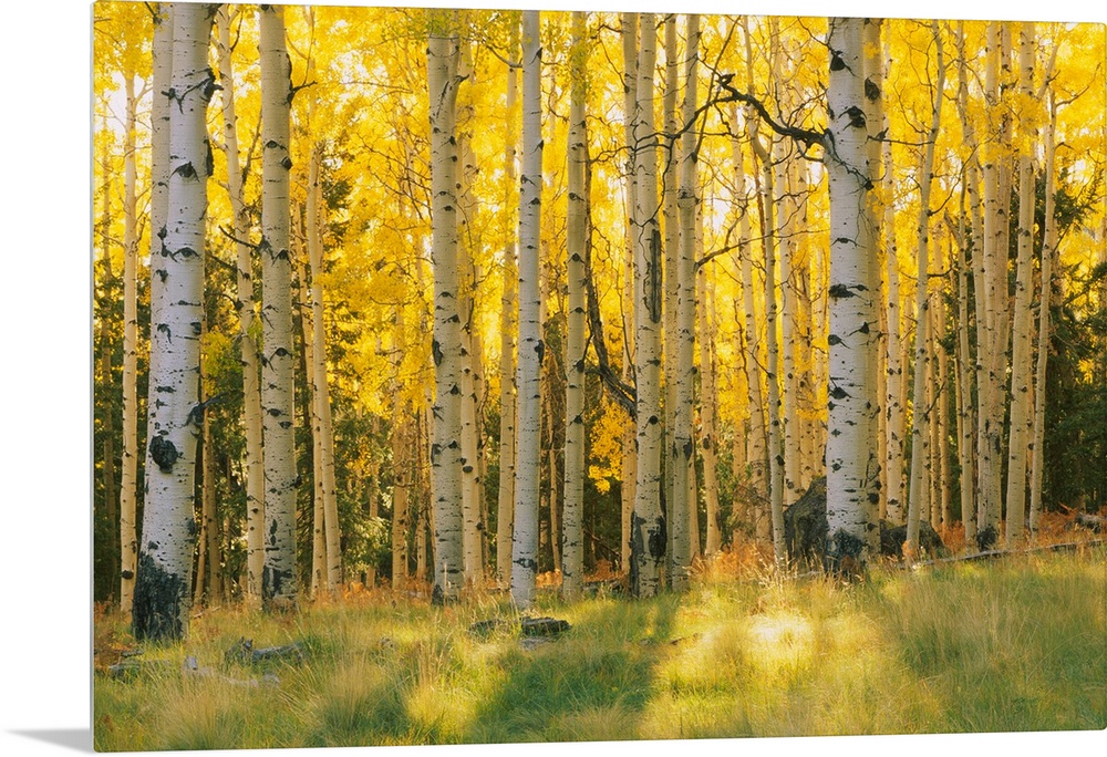 Aspen trees in a forest, Coconino National Forest, Arizona, USA