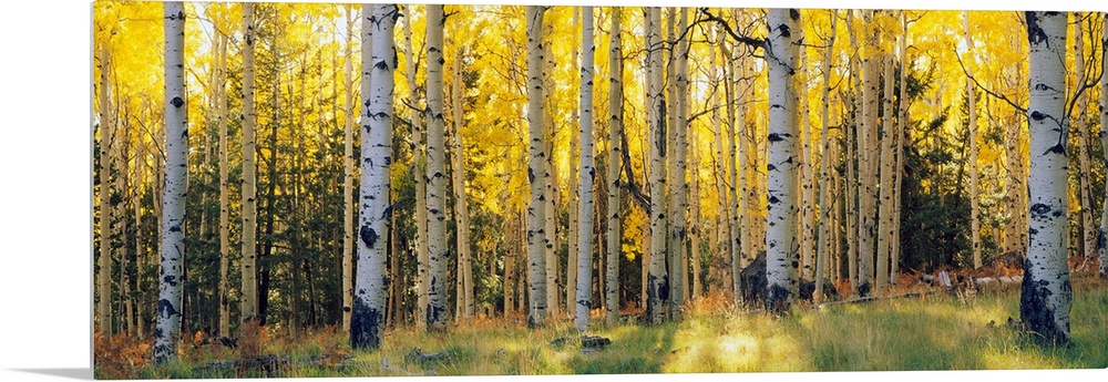 Panoramic photograph of the sun peeking through Aspen trees and onto the grass that is within a section of Coconino Nation...