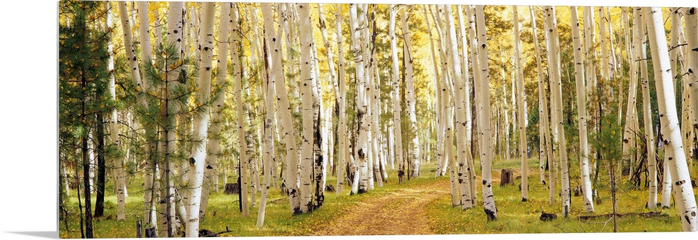 This panoramic photograph shows a path through a forest lined with trees.