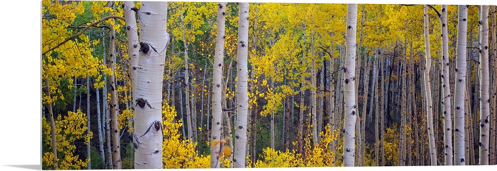 Panoramic photograph of a dense forest filled with Aspen trees located within Telluride, Colorado.